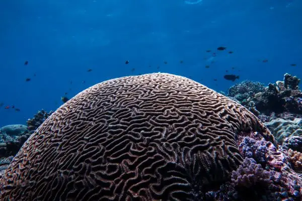 Brain Coral at Jessie Beazley reef