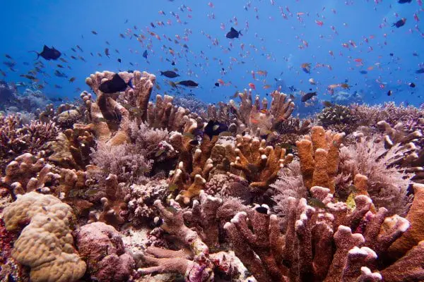 Corals at black rock dive site in Tubbataha