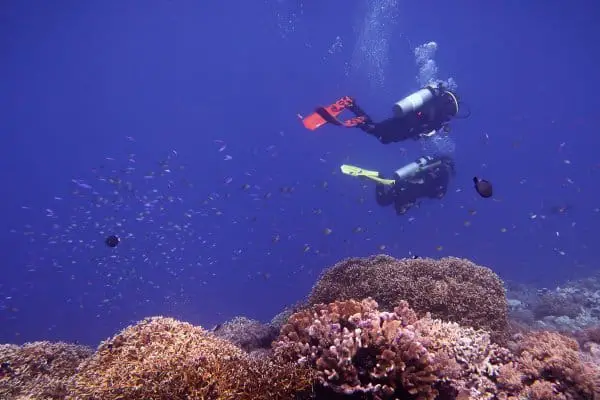 scuba divers over corals at Tubbataha Reef