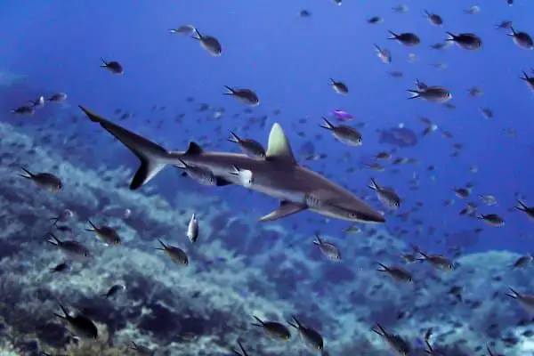 reef shark surrounded by damselfish