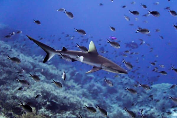 reef shark surrounded by damselfish