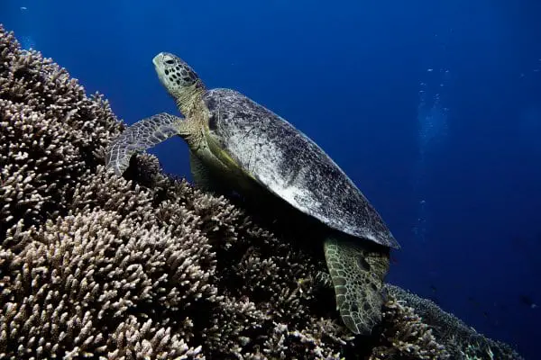 sea turtle eyeing me suspiciously