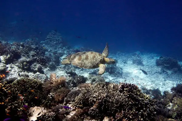 green sea turtle cruising