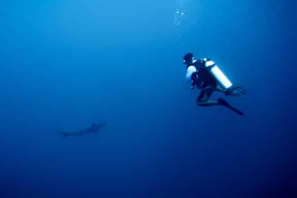 scuba diver and hammerhead shark