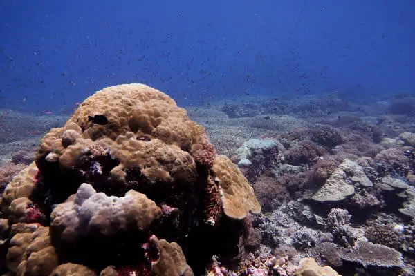 Corals at jessie beazley dive site