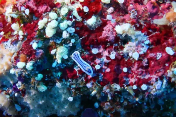 nudibranch in Tubbataha