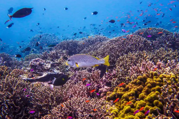 sweetlips, unicornfish and damsels over corals