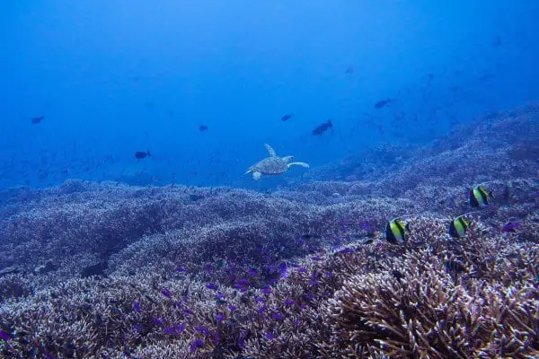 Sea turtle over staghorn corals