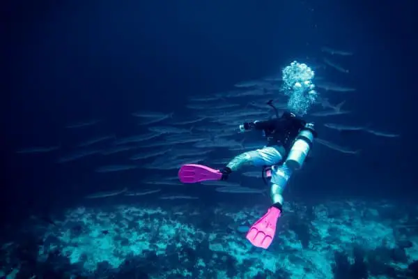 Barracuda with diver