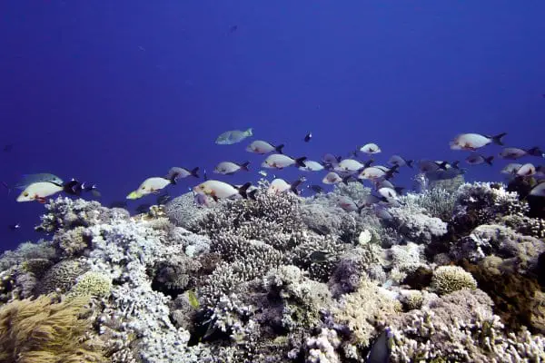 schooling snappers in tubbataha