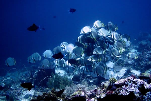 schooling spadefish in tubbataha