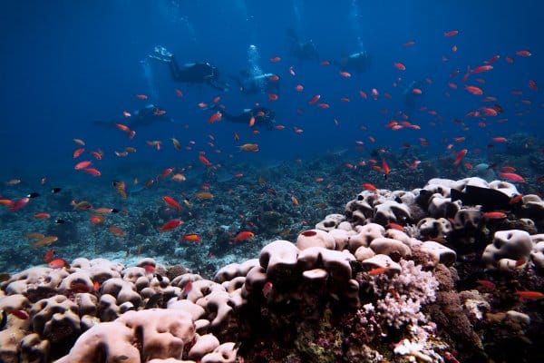 MV Resolute Liveaboard: Diving Tubbataha For the First-Time (Liveaboard Review) 11 divers in Tubbataha