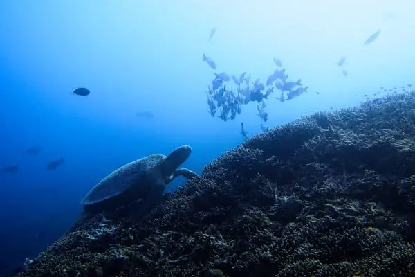 sea turtle on a hill of corals