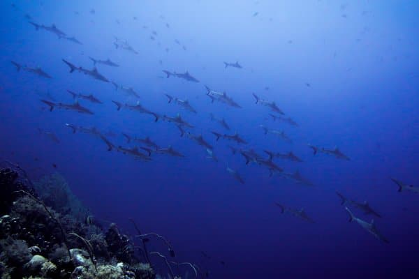 shiver of gray reef sharks in tubbataha