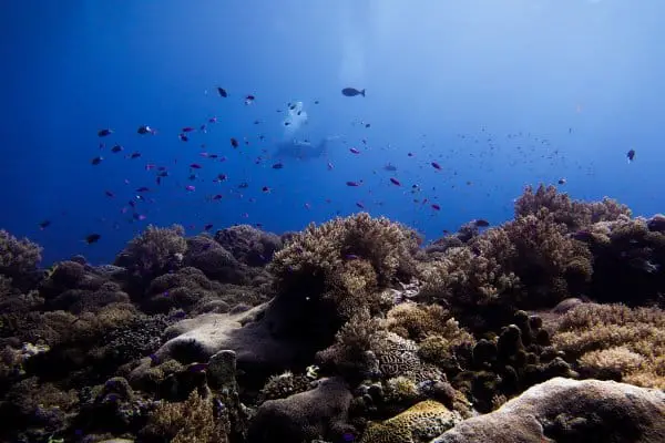 soft and hard corals at Shark Airport