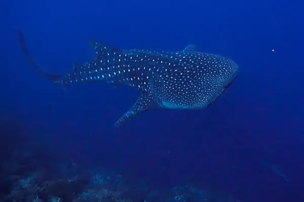whale shark in tubbataha reef