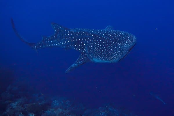 whale shark in tubbataha reef