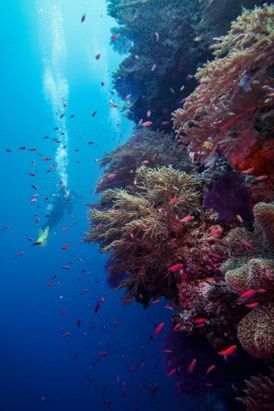 MV Resolute Liveaboard: Diving Tubbataha For the First-Time (Liveaboard Review) 27 Wall diving at Triggerfish City