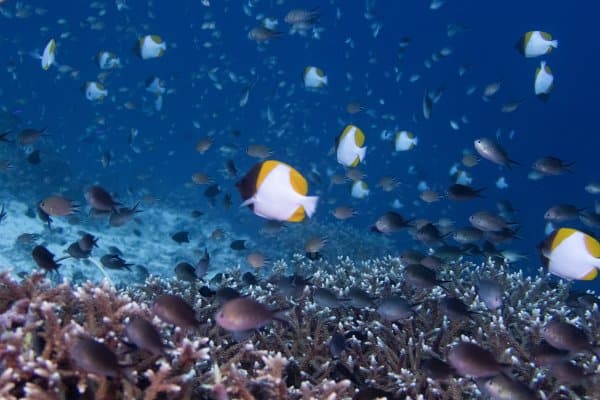 MV Resolute Liveaboard: Diving Tubbataha For the First-Time (Liveaboard Review) 19 tubbataha ranger station site