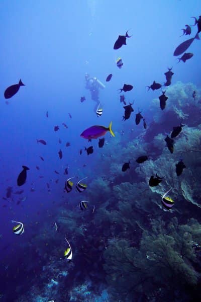MV Resolute Liveaboard: Diving Tubbataha For the First-Time (Liveaboard Review) 28 Triggerfish City dive site