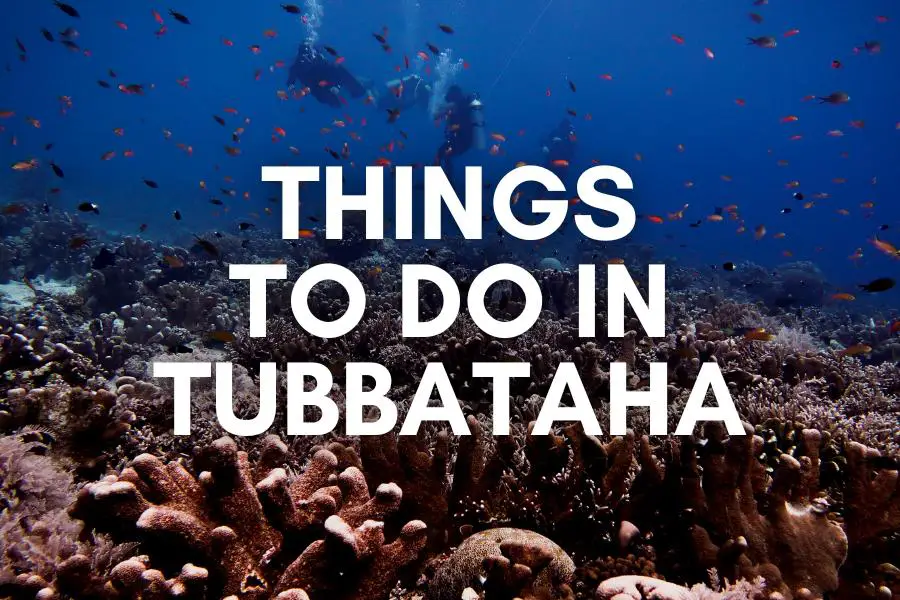 things to do in tubbataha