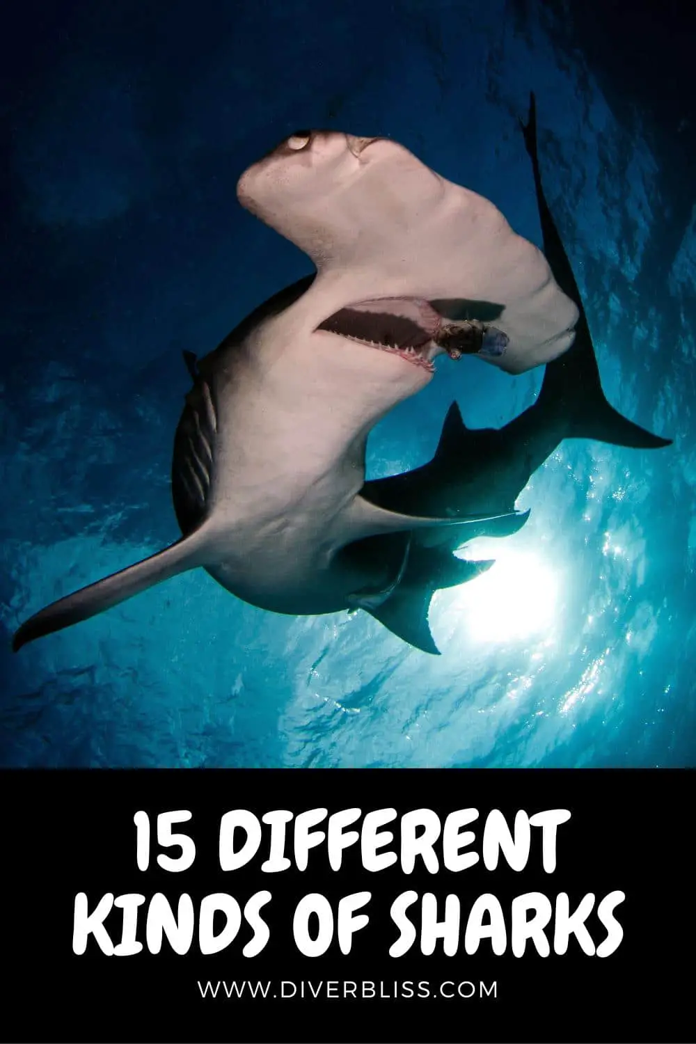 15 different kinds of sharks in the world