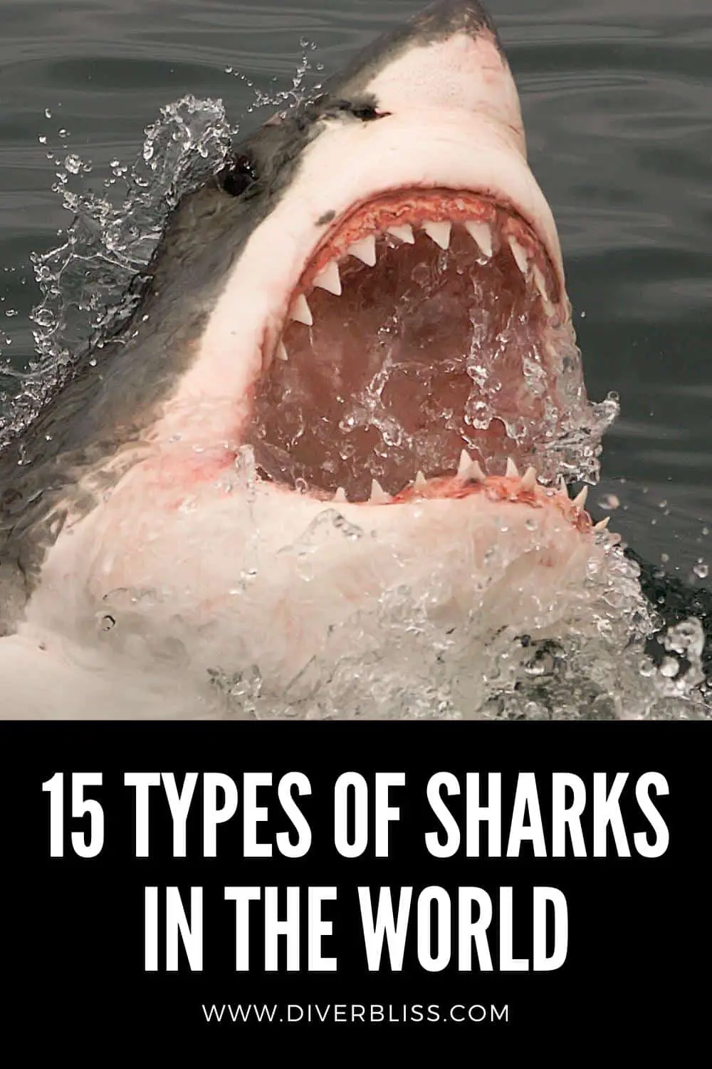 15 types of sharks in the world