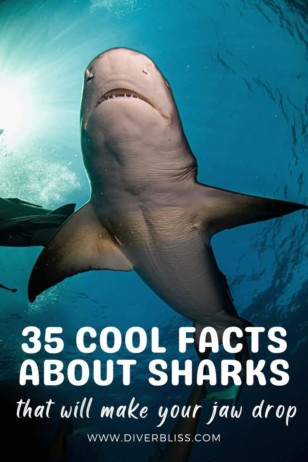 35 cool facts about sharks that will make your jaw drop