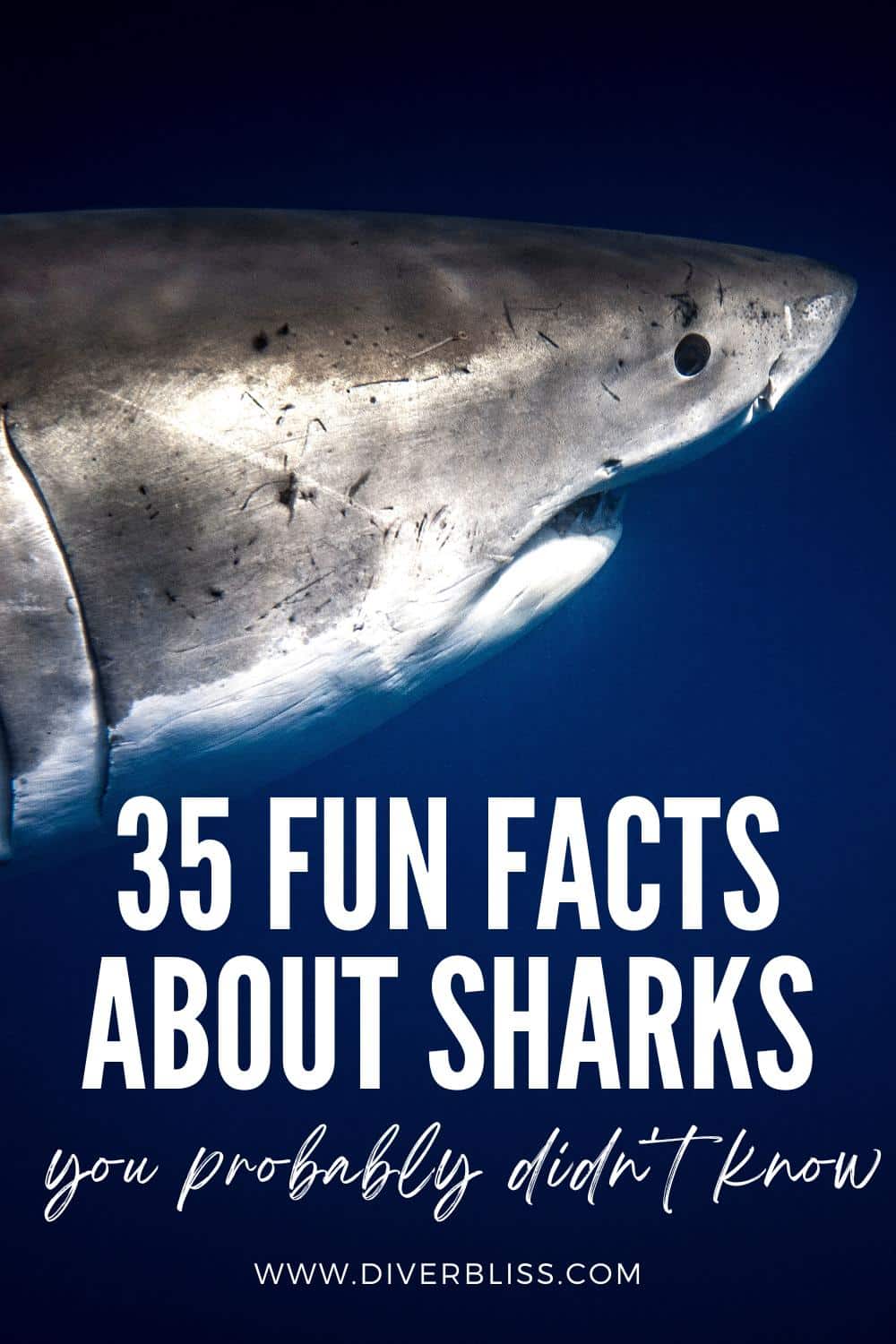 35 fun facts about sharks you probably didn't know