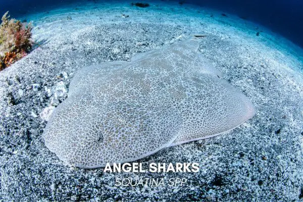 Angel sharks (Squatina spp.)