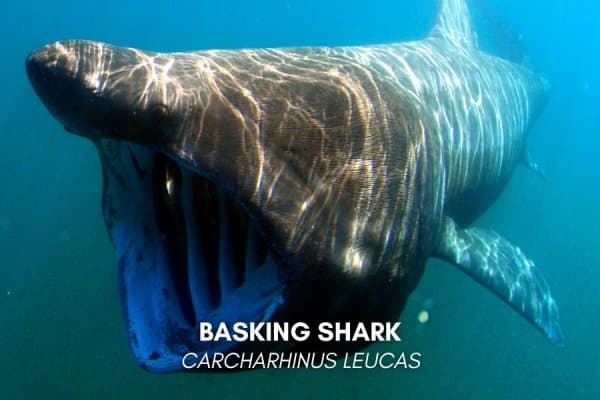 Basking shark (Cetorhinus maximus)