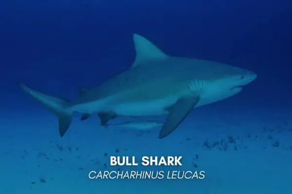 5. Bull shark (Carcharhinus leucas)
