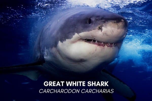 Great white shark (Carcharodon carcharias)