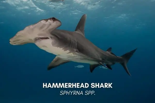 Hammerhead shark (Sphyrna spp.)