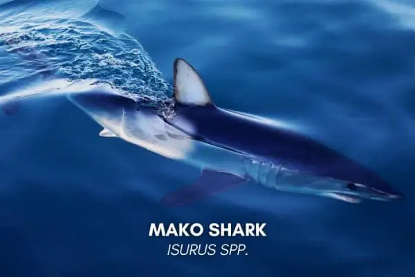 Mako shark Isurus spp
