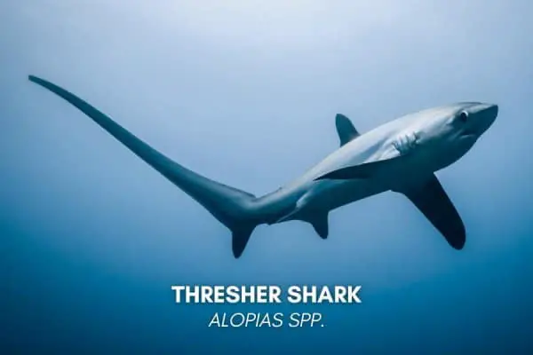 Thresher Sharks  (Alopias spp.)
