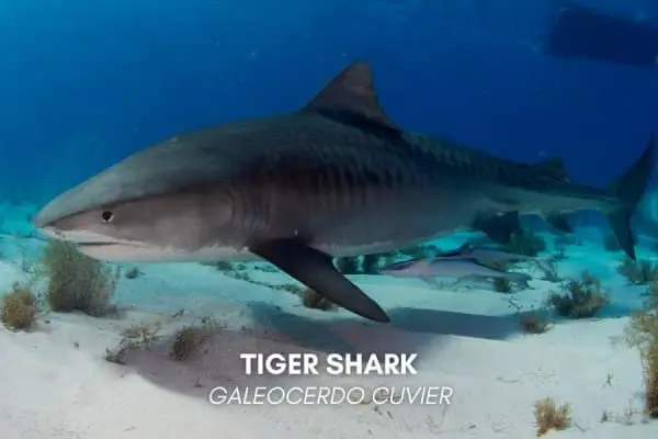 Tiger shark (Galeocerdo cuvier)