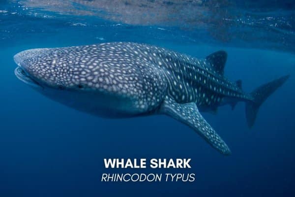 Whale shark (Rhincodon typus)