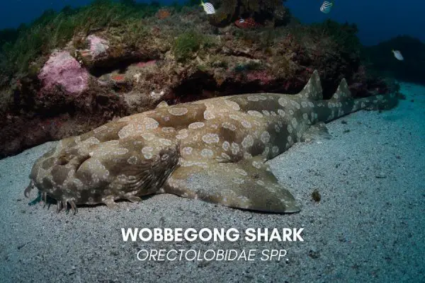 Wobbegong sharks (Orectolobidae Spp.)