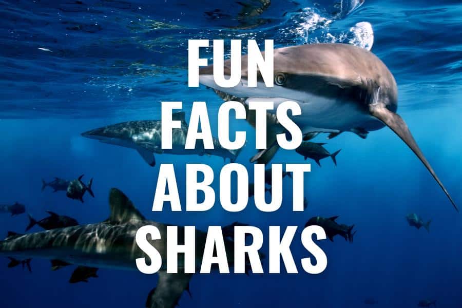 fun facts about sharks