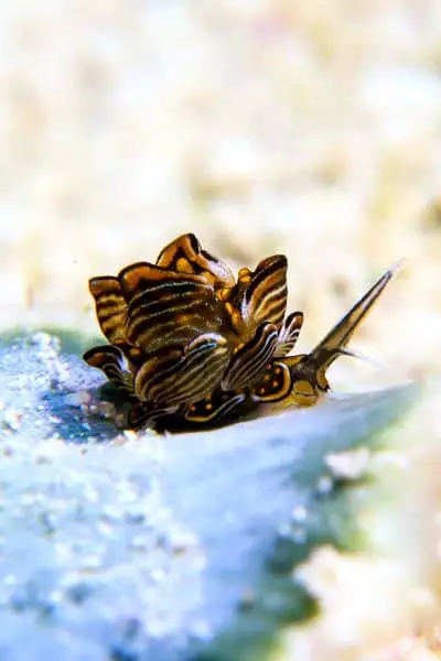 Cyerce nigra tiger butterfly sea slug