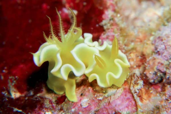 Diversidoris crocea yellow nudibranch