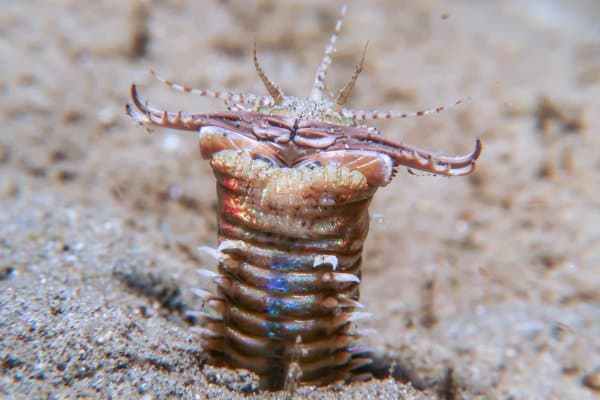 Eunice aphroditois Bobbit Worm