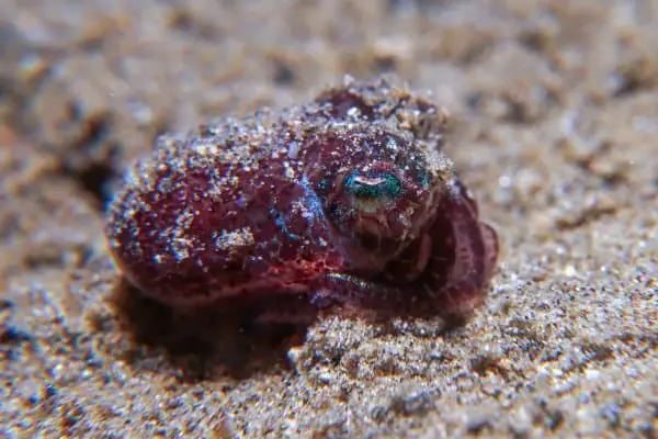 Euprymna berryi Bobtail squid