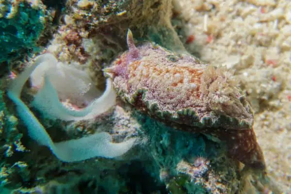Glossodoris nudibranch laying eggs