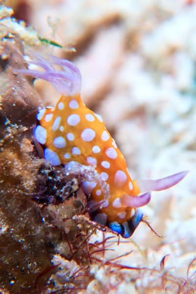 Goniobranchus roboi Robos Chromodoris Nudibranch