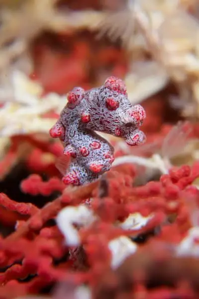 hippocampus bargibanti pygmy seahorse