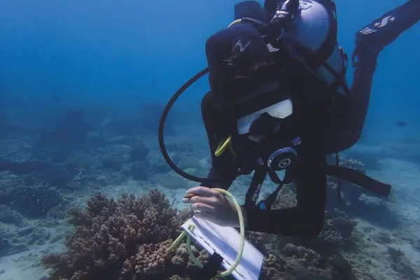 Marine Conservation Philippines Reef Surveys