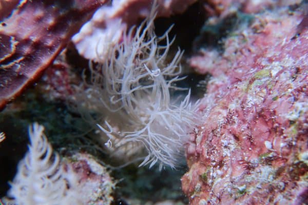 Melibe colemani ghost nudibranch