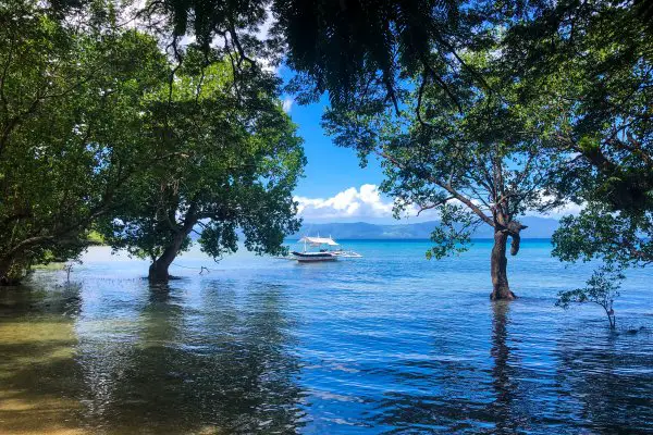 Three P Resort mangrove